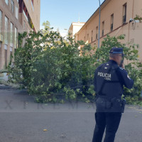 Caen dos árboles de gran tamaño frente a la Policía Nacional y la Guardia Civil en Badajoz
