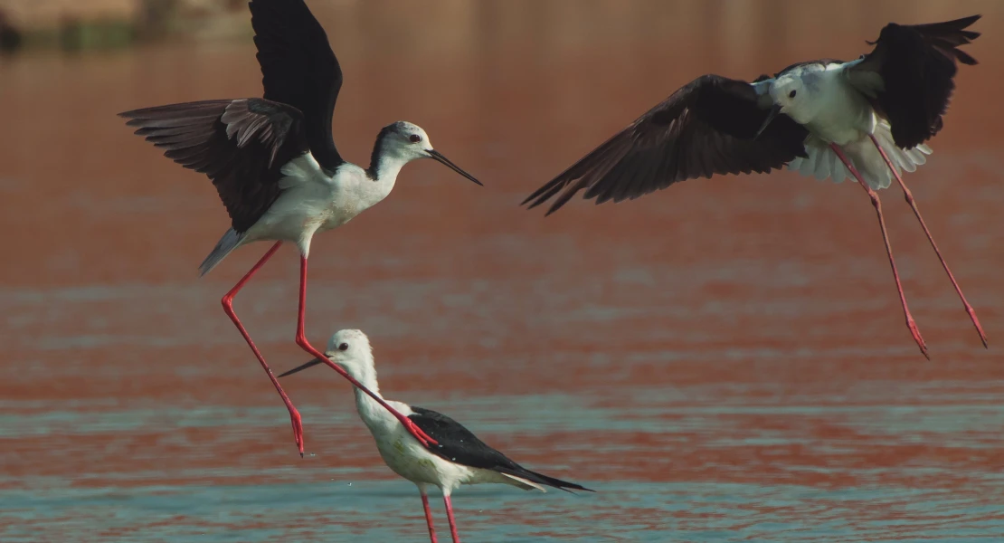 FONDENEX: "Eliminar plantas invasoras es positivo, pero ¿y el impacto ambiental?"