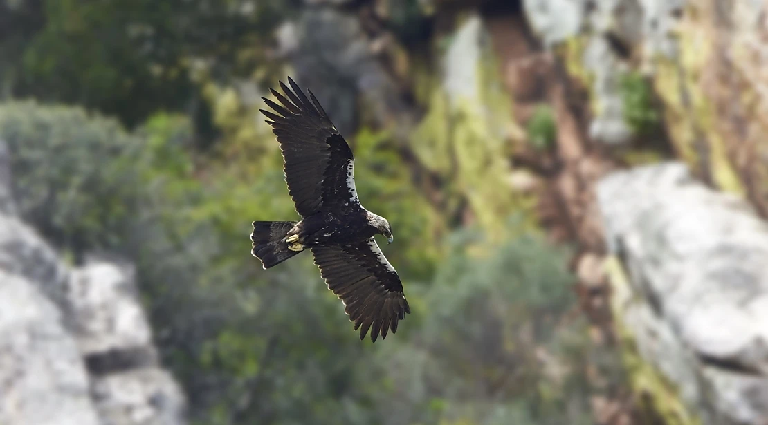 Un nuevo informe ratifica el deterioro global de las aves