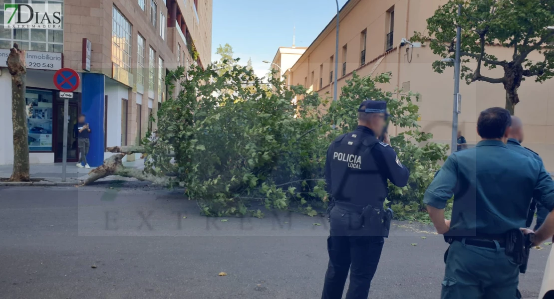 Caen dos árboles de gran tamaño frente a la Policía Nacional y la Guardia Civil en Badajoz