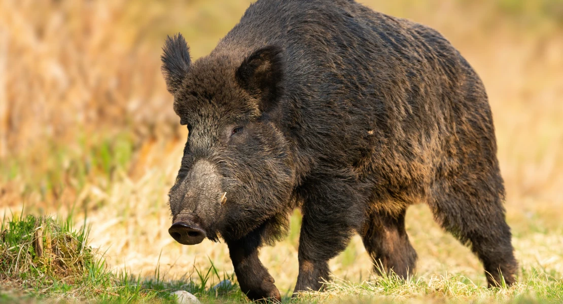 España confirma la muerte de dos nuevos jabalíes por peste porcina africana en Barcelona