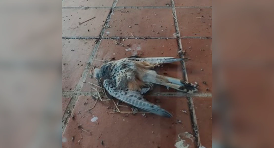 La caza de la perdiz con reclamo, "ni bien ni cultural"