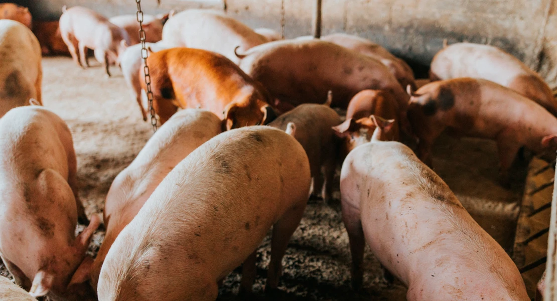 JXEL reclama medidas urgentes para proteger el sector porcino extremeño