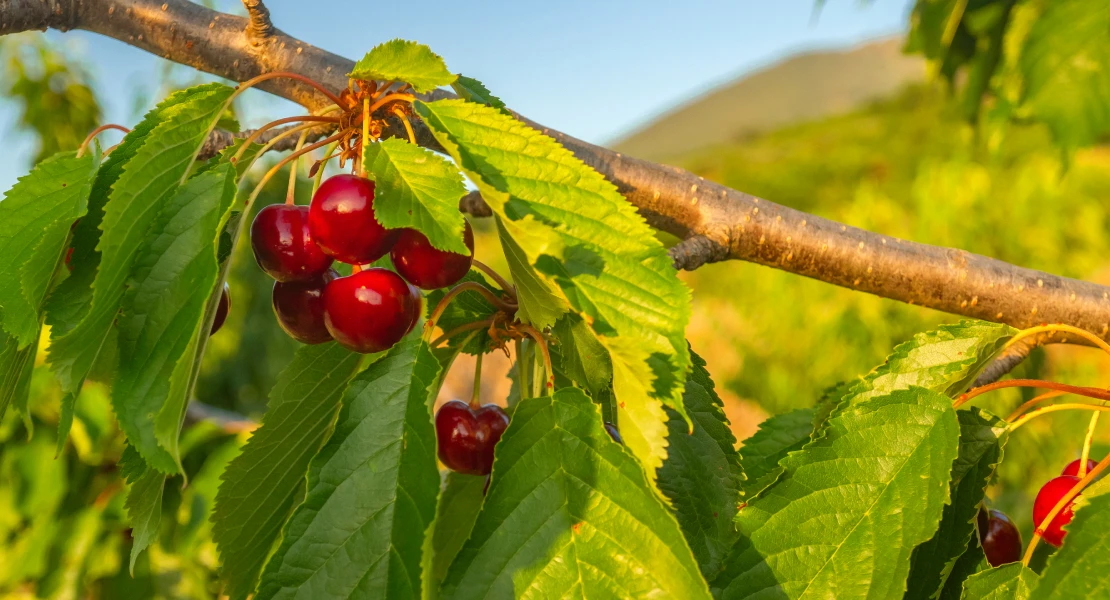 Anulan las condenas por prevaricación a cinco exalcaldes de pueblos del Valle del Jerte