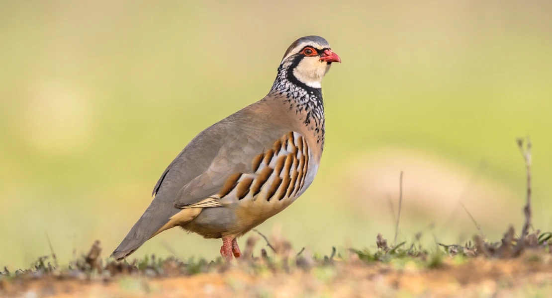 Acusan a la Junta de "blanquear el maltrato animal" al plantear la caza con reclamo como BIC