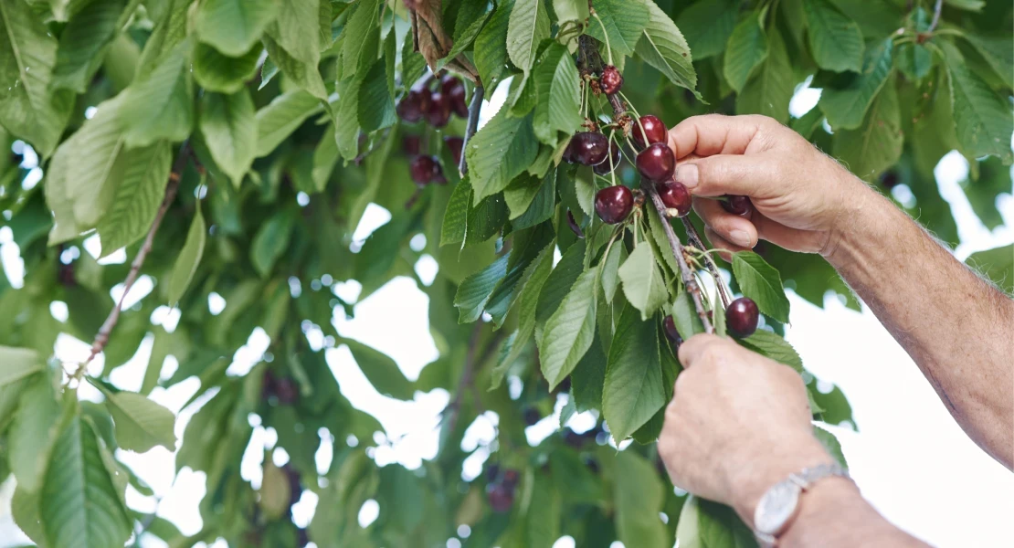 Exigen a la Junta el pago inmediato de las ayudas a los cerezos dañados por las lluvias en 2024