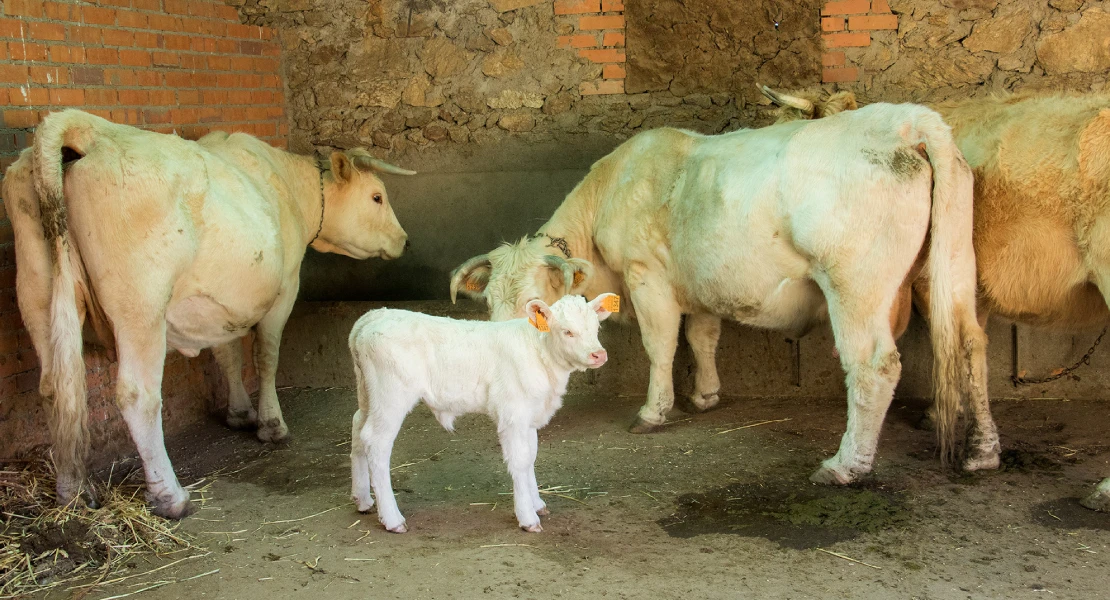 UPA pide al Ministerio de Agricultura que "se ponga las pilas" y actúe frente a la dermatosis
