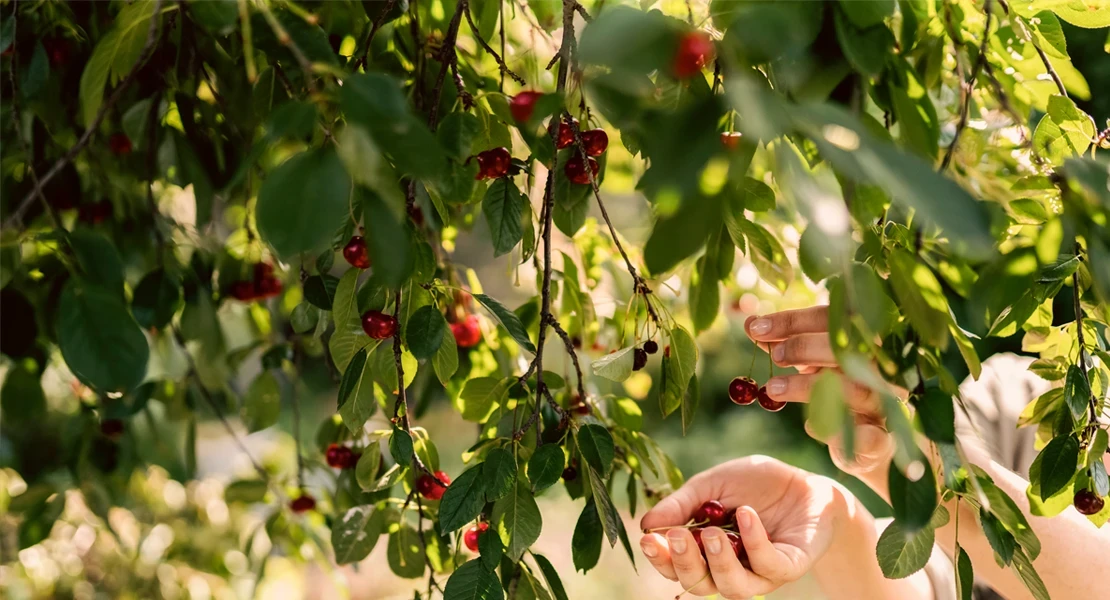 Agricultores se concentrarán en protesta por el retraso en las ayudas por los daños al cerezo