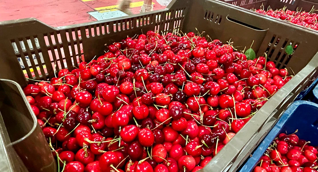 Abonan el segundo pago de la ayuda excepcional al sector de la cereza a 186 agricultores