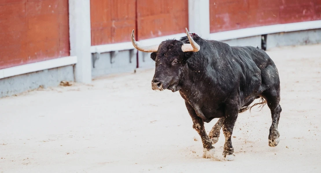 PACMA propone una nueva ley para situar a Extremadura a la vanguardia en protección animal