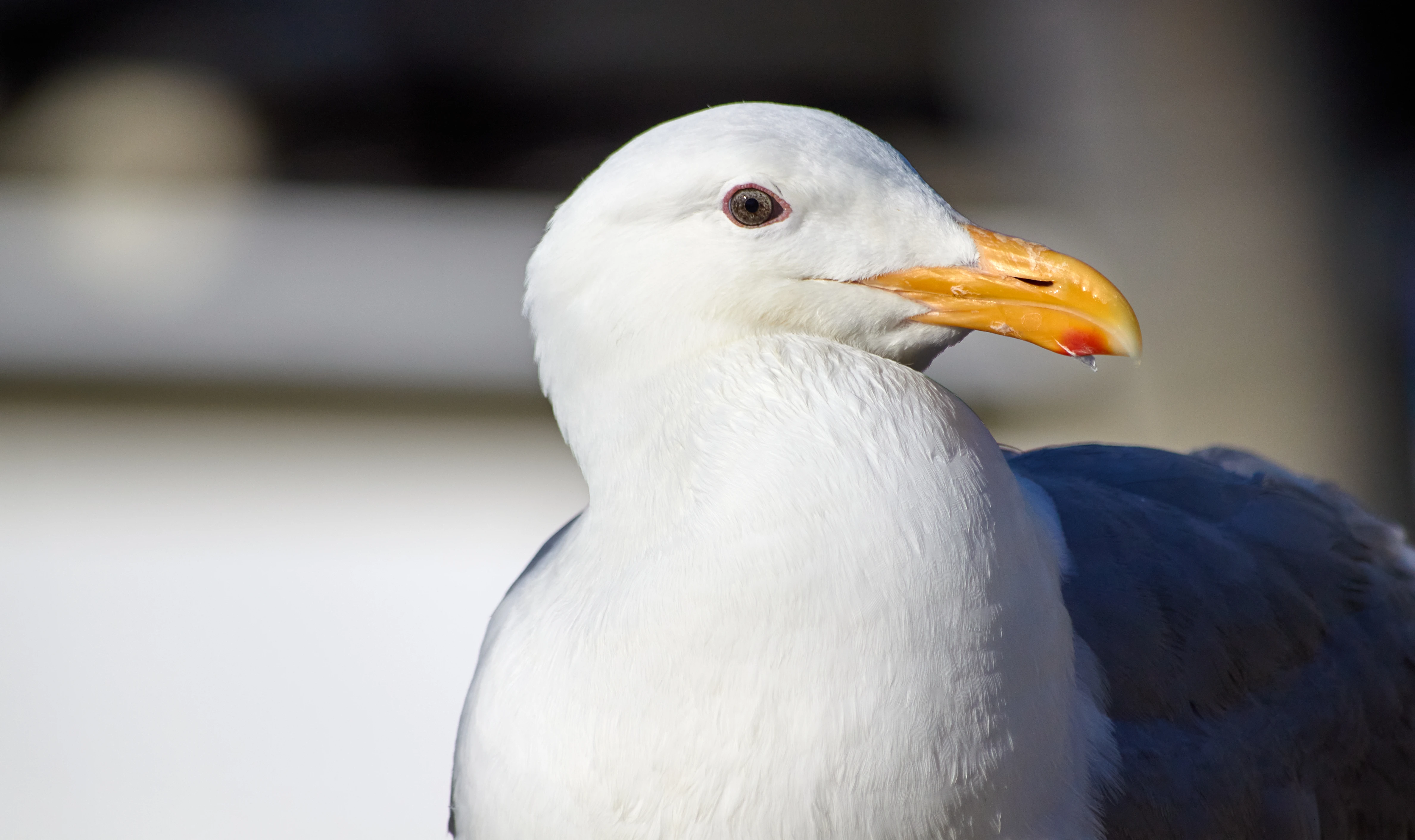 Detectan cuatro nuevos casos gripe aviar