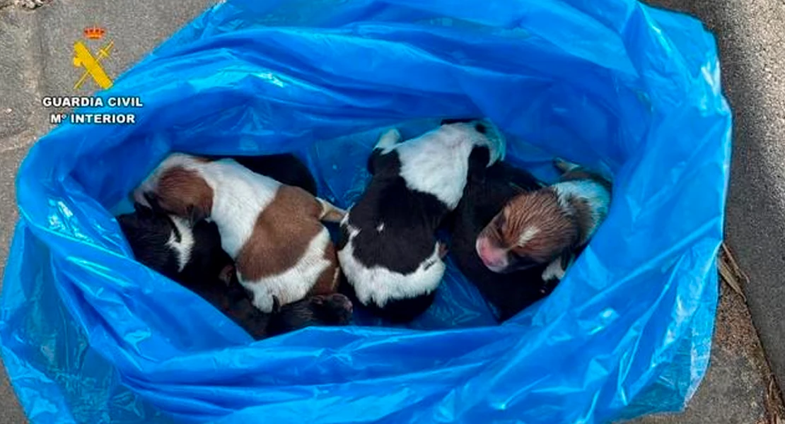 Rescatan a seis cachorros recién nacidos abandonados vivos en Extremadura