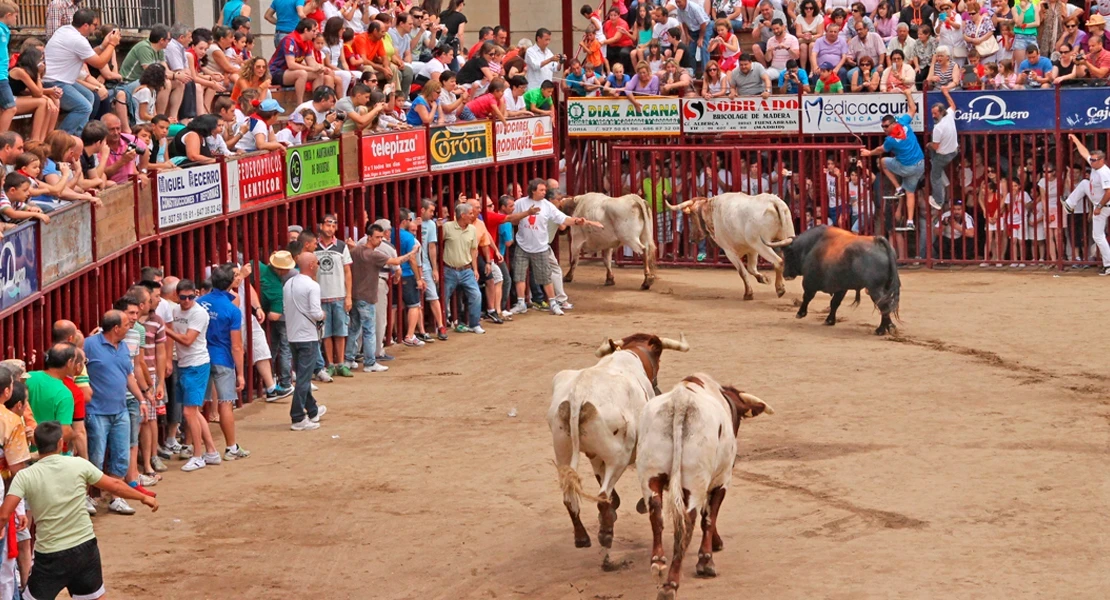 PACMA denuncia al Ayuntamiento de Coria por maltrato a animal en los San Juanes