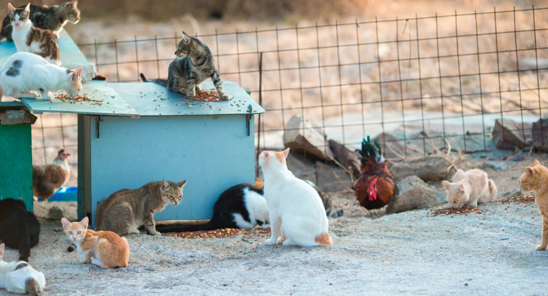 Piden implantar un Plan de Gestión de Colonias Felinas en Cáceres