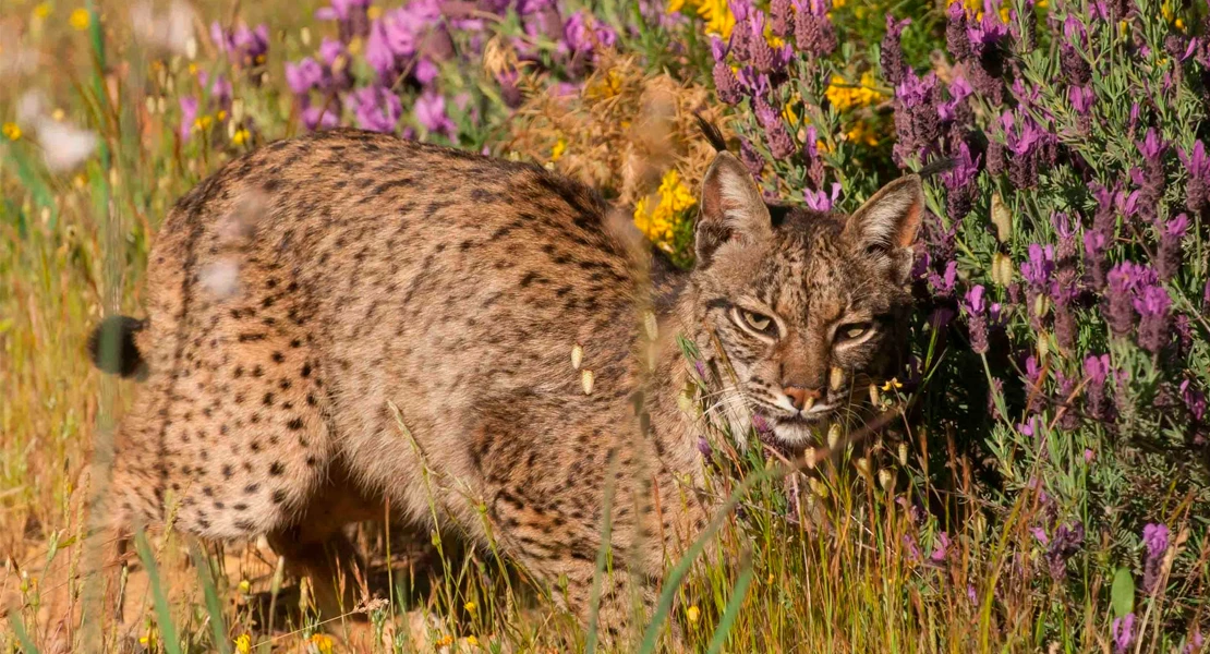 FONDENEX pide que no se realice el Rally Raid sin que se analiza la zona