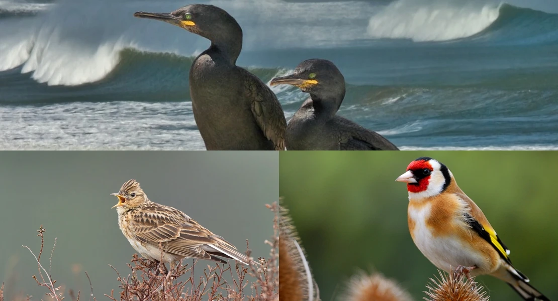 Conoce las tres candidatas a ser Ave del Año 2026