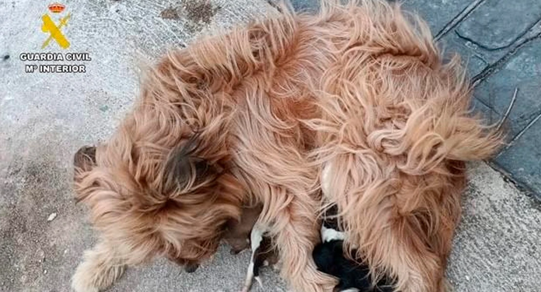 Rescatan a seis cachorros recién nacidos abandonados vivos en Extremadura