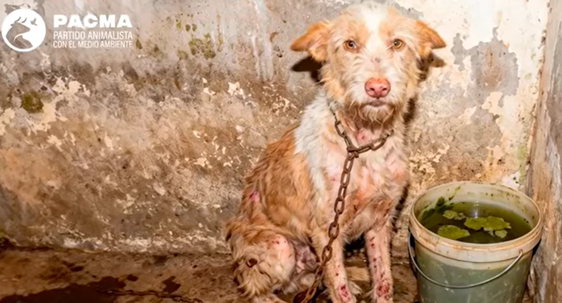 PACMA lanza su campaña electoral para el 21D: "Extremadura puede elegir: crueldad o evolución"