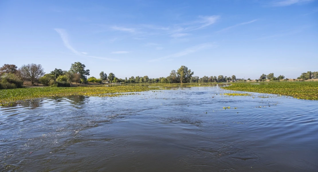 Llega la segunda fase para acabar con el nenúfar: así se llevará a cabo