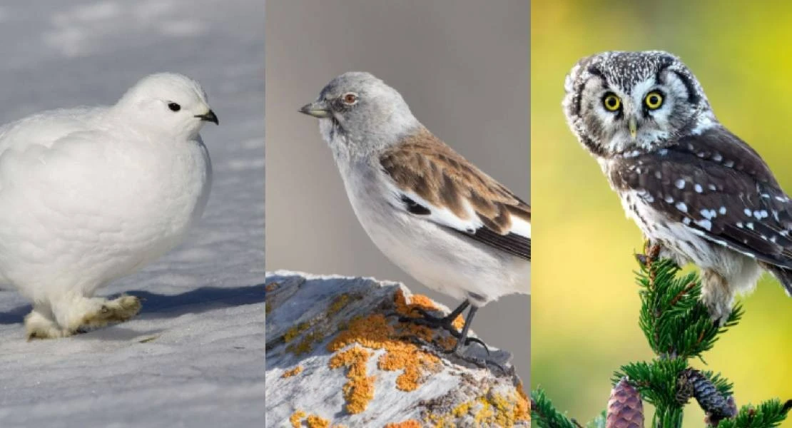 Las tres especies de aves montañosas que están perdiendo población