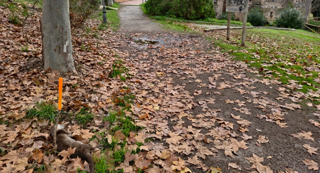 Aparece una nutria muerta en un paseo de Mérida