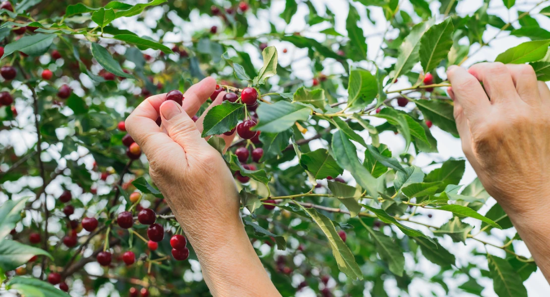 Cereceros se concentran en Extremadura por el retraso de las ayudas por las lluvias de 2024