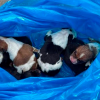 Rescatan a seis cachorros recién nacidos abandonados vivos en Extremadura