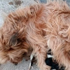 Rescatan a seis cachorros recién nacidos abandonados vivos en Extremadura