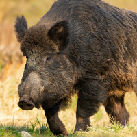 España confirma la muerte de dos nuevos jabalíes por peste porcina africana en Barcelona