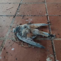 La caza de la perdiz con reclamo, "ni bien ni cultural"