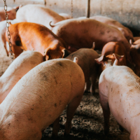 JXEL reclama medidas urgentes para proteger el sector porcino extremeño