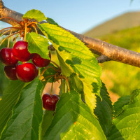 Anulan las condenas por prevaricación a cinco exalcaldes de pueblos del Valle del Jerte
