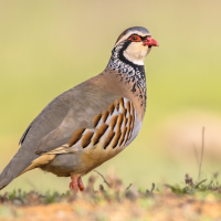 Acusan a la Junta de "blanquear el maltrato animal" al plantear la caza con reclamo como BIC