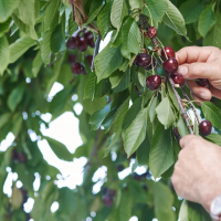 Exigen a la Junta el pago inmediato de las ayudas a los cerezos dañados por las lluvias en 2024