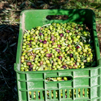 Cinco detenidos por robar más de 600 kilos de aceitunas
