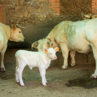 UPA pide al Ministerio de Agricultura que "se ponga las pilas" y actúe frente a la dermatosis