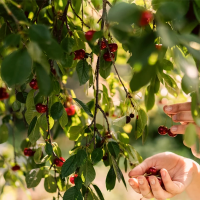 Agricultores se concentrarán en protesta por el retraso en las ayudas por los daños al cerezo