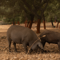 Tres consejerías se reúnen para abordar medidas frente a la peste porcina en Extremadura