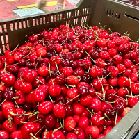 Abonan el segundo pago de la ayuda excepcional al sector de la cereza a 186 agricultores