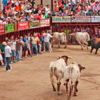 PACMA denuncia al Ayto. de Coria por maltrato animal en los San Juanes