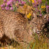 FONDENEX pide que no se realice el Rally Raid sin que se analiza la zona