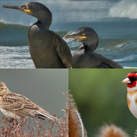 Conoce las tres candidatas a ser Ave del Año 2026