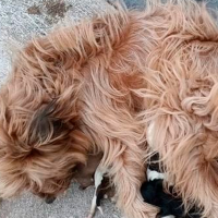 Rescatan a seis cachorros recién nacidos abandonados vivos en Extremadura