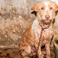 PACMA lanza su campaña electoral para el 21D: "Extremadura puede elegir: crueldad o evolución"