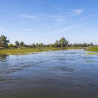 Llega la segunda fase para acabar con el nenúfar: así se llevará a cabo