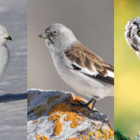 Las tres especies de aves montañosas que están perdiendo población