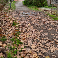 Aparece una nutria muerta en un paseo de Mérida