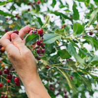 Cereceros extremeños protestan por el retraso de las ayudas por las lluvias de 2024