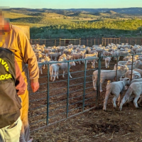 Roban 41 borregos en Hornachos y los camuflan para venderlos después