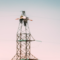 30.000 aves mueren cada año en España por los tendidos eléctricos